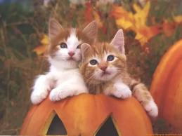 gatitos